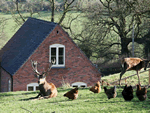 Deer Croft Cottage in Turnditch, Central England