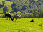 The Stables in Llandysul, Mid Wales